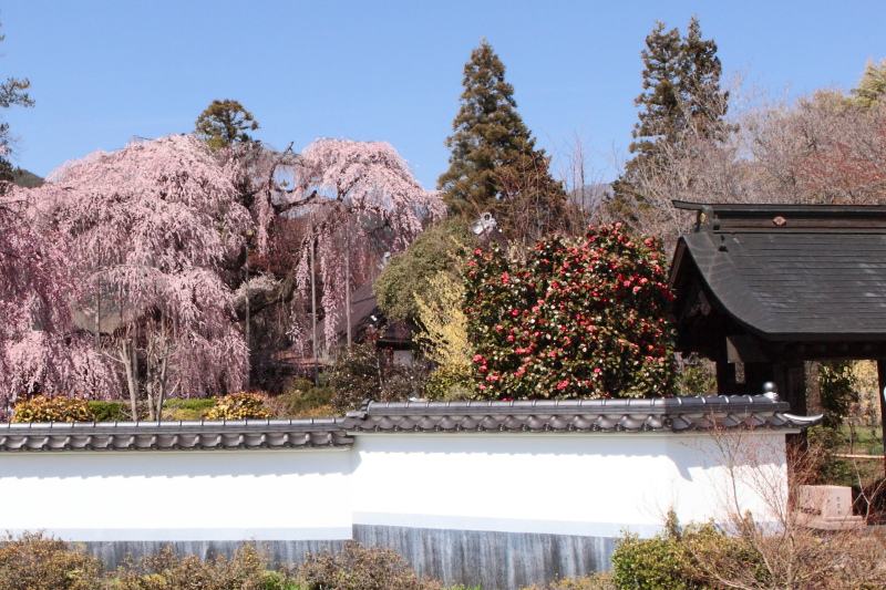 慈雲寺の壁と桜1