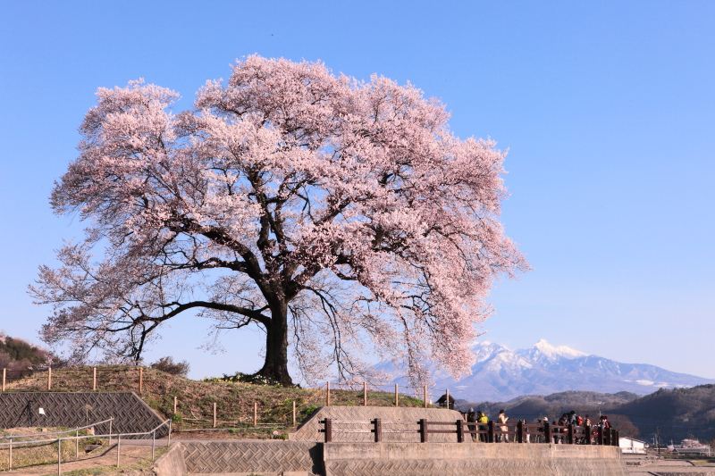 わに塚の桜_見物客