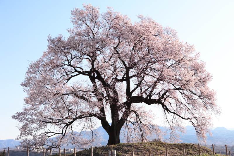 わに塚の桜_朝