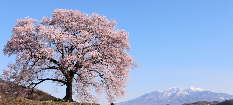 わに塚の桜_八ヶ岳