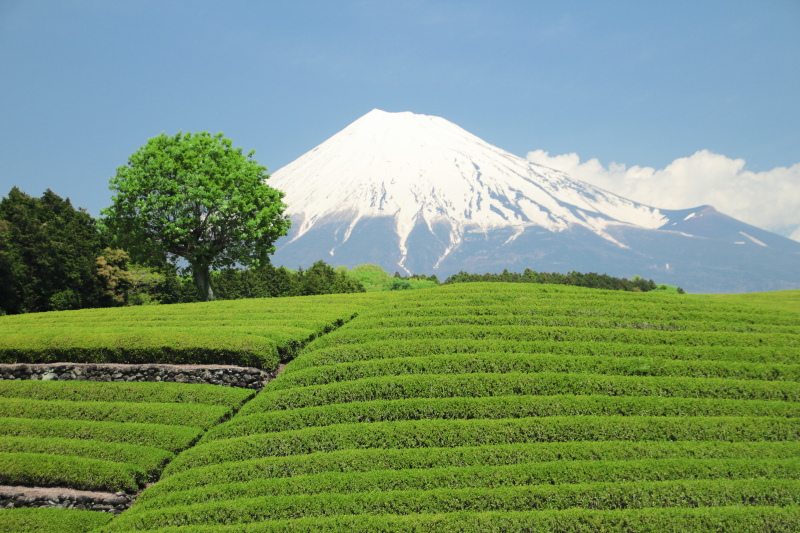 富士市大渕の茶畑5