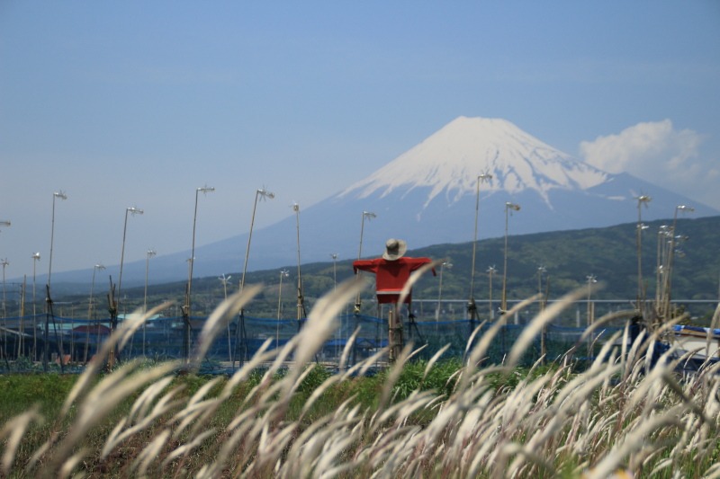 チガヤと案山子と富士山