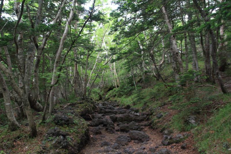 1.樹林帯の登山道
