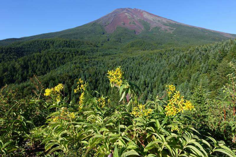 滝沢林道_富士山と黄色い花
