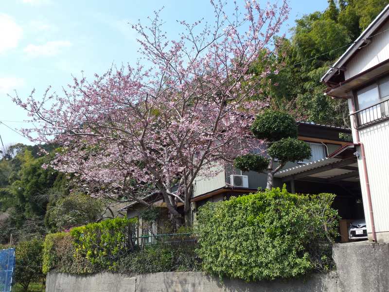 2016-03-27 10.50.32_桜の木