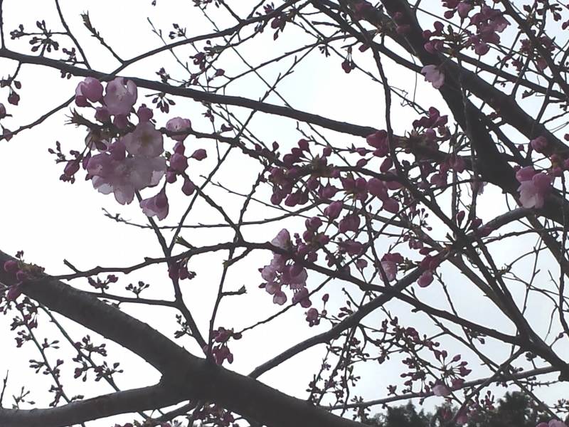 2016-03-25 17.31.00_桜