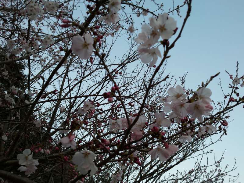 2016-03-26 18.16.30_桜