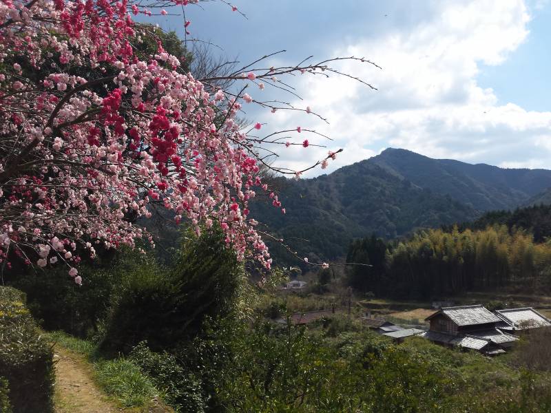 2016-03-28 11.20.49_桜と大竜寺山