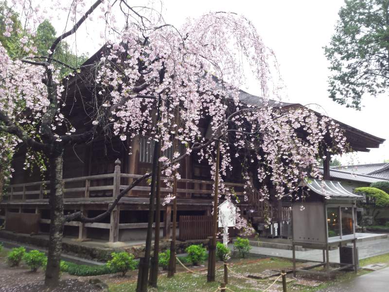 2016-04-07 11.09.46_国分寺本堂と枝垂れ桜