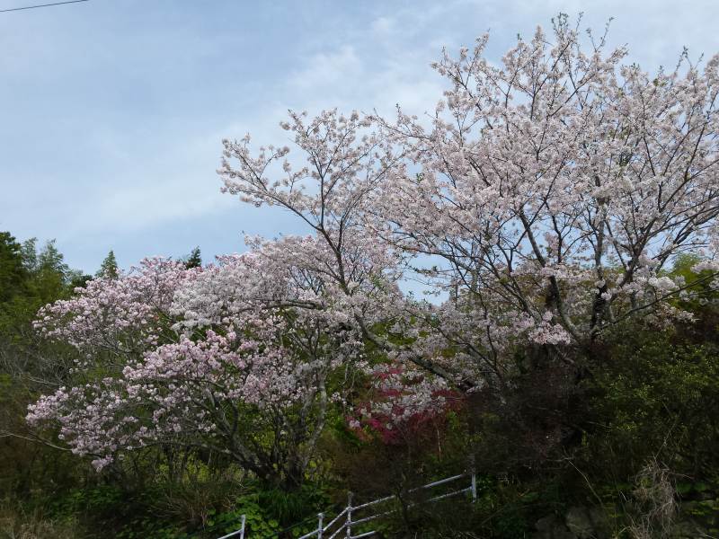 2016-04-09 10.23.08_遍路道沿いの桜