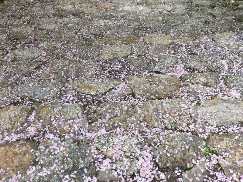 2016-04-08 10.46.52_境内の石畳に落ちた桜の花びら