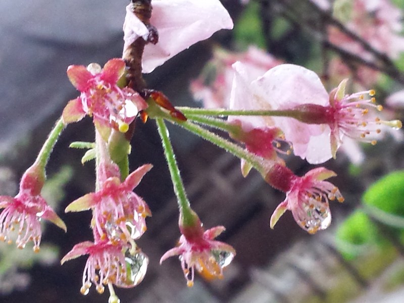 2016-04-07 11.22.30_枝垂れ桜と水滴