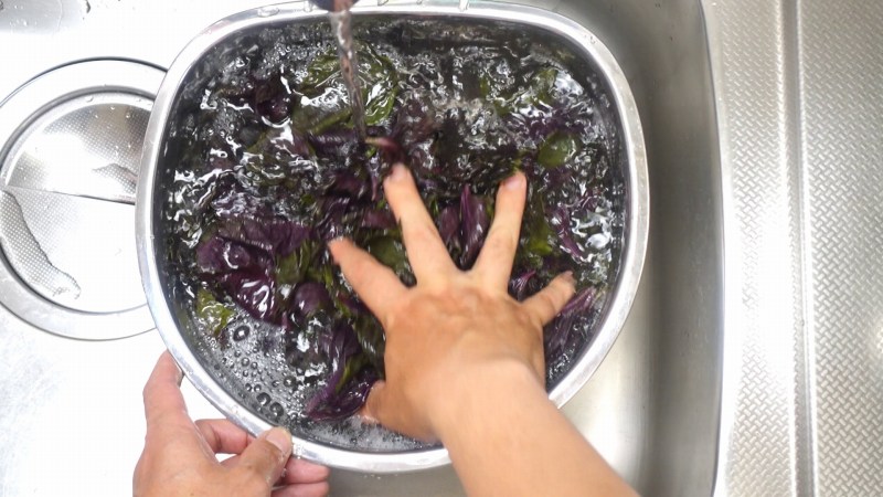 カリカリ梅の赤紫蘇漬けの作り方2_赤紫蘇を洗う