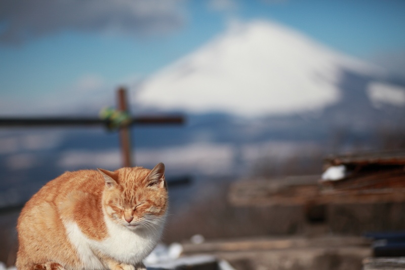 冬の金時山に登ったら金時猫がいた・・・