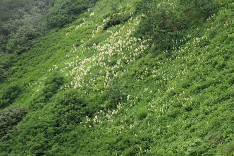 常念岳【登山編】斜面の白い花