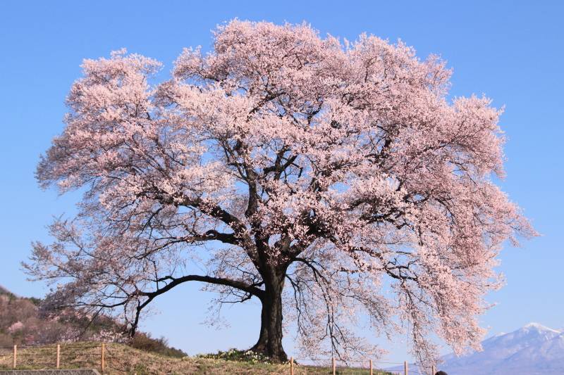 八ヶ岳を背に咲く一本桜、わに塚の桜を観てきたよ