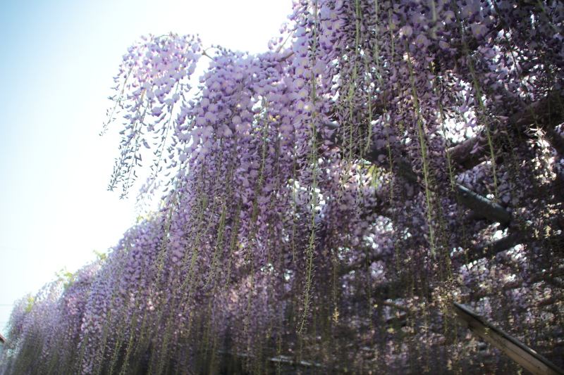 沼津市幸町の藤棚「藤の花まつり」を見てきました