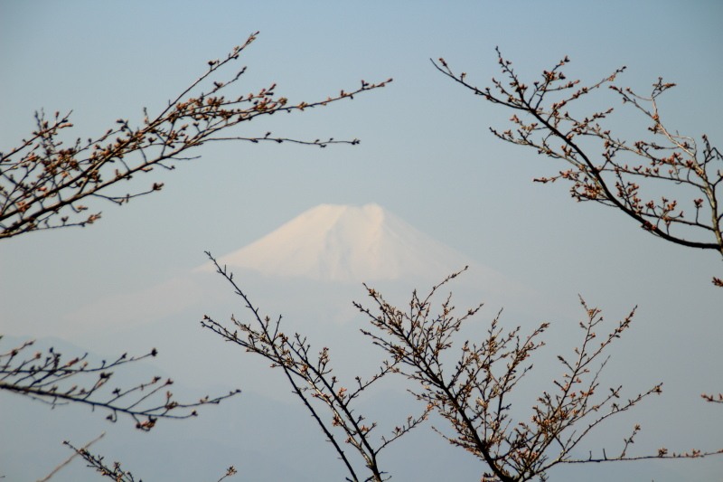 百蔵山_桜のつぼみと富士山