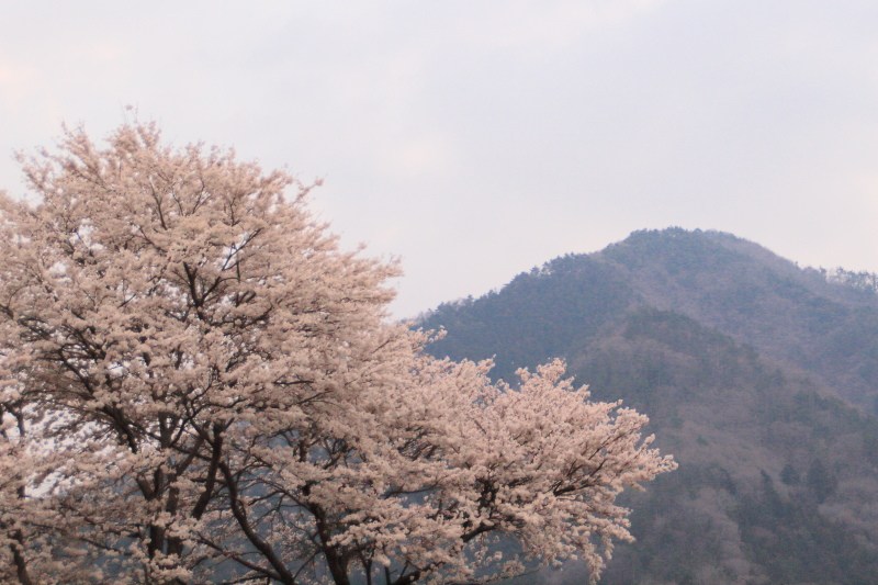 桜と扇山