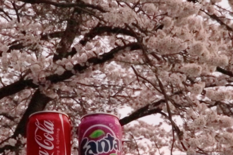 大月総合グランドの桜