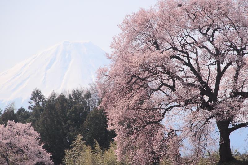 わに塚の桜_富士山左