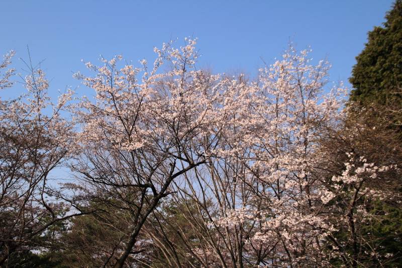 百蔵山_登り始めのところにある桜