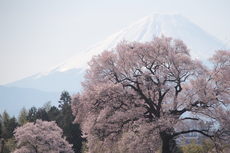 わに塚の桜_富士山上