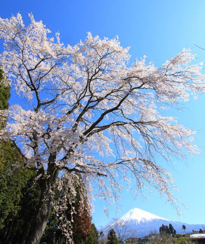 日本の春の風景 Japanese landscape in Spring.