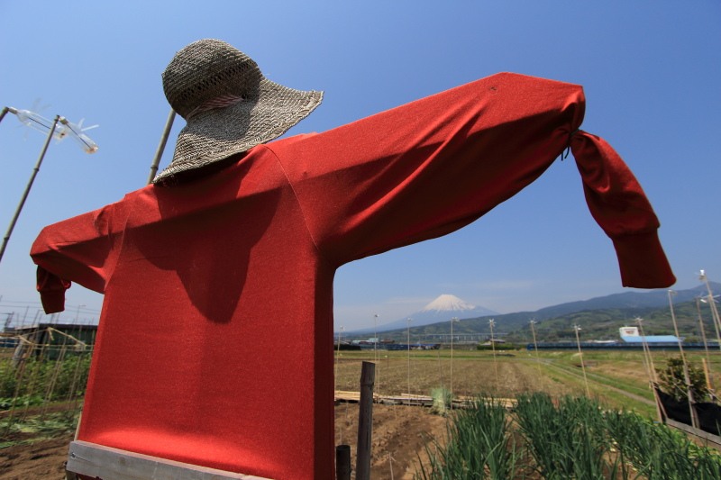 赤シャツの案山子と富士山