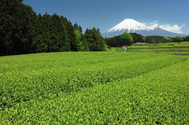 富士市大渕の茶畑1