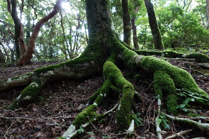 木の根っこに生い茂る苔
