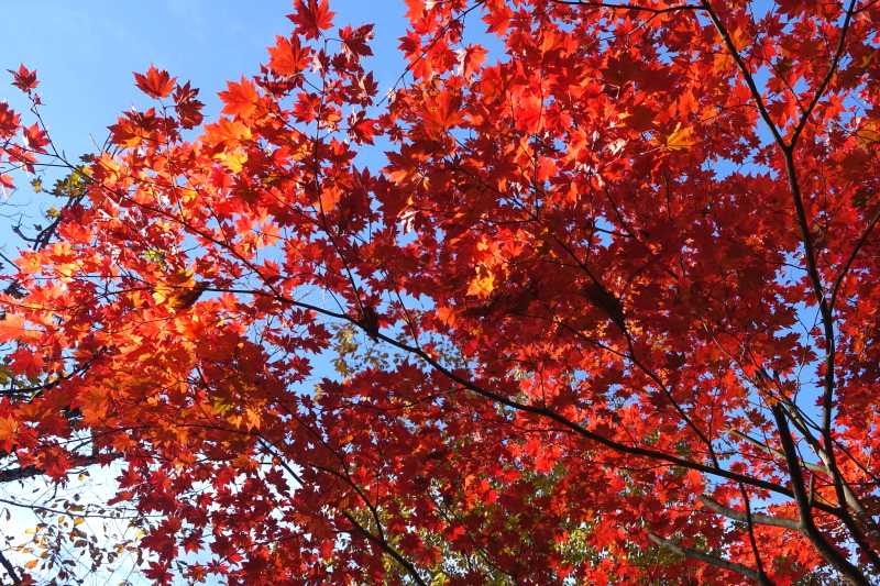 紅葉、星空、クスクス！秋の笠取山でまったりテント泊【1日目】