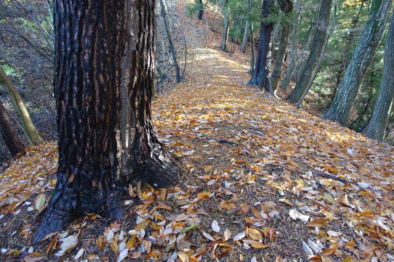 落ち葉で埋まる登山道