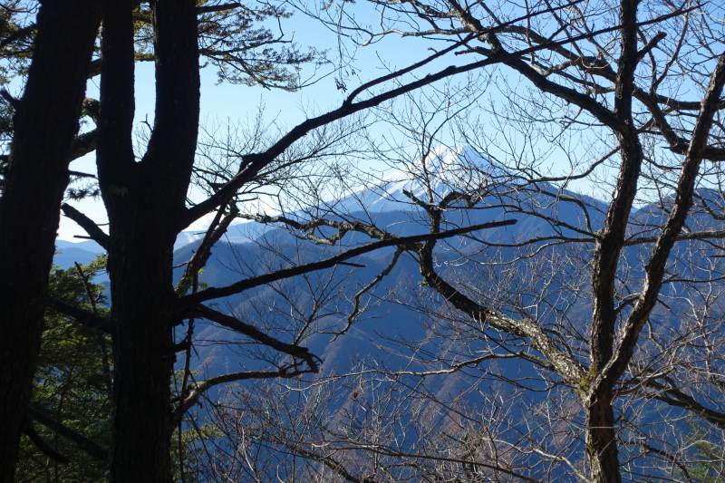 木々の隙間から富士山
