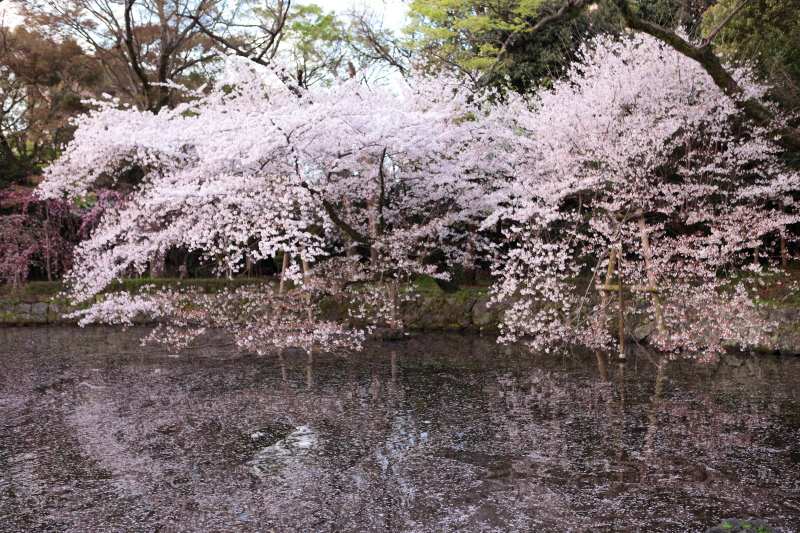 桜の話(2) 桜がはじめて咲いたのはいつ？