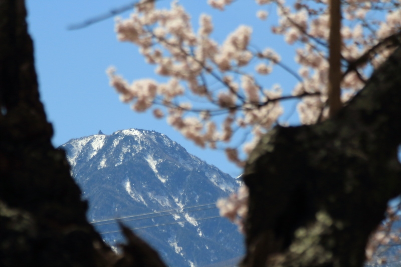 山高神代桜の間から見えるオリベスク