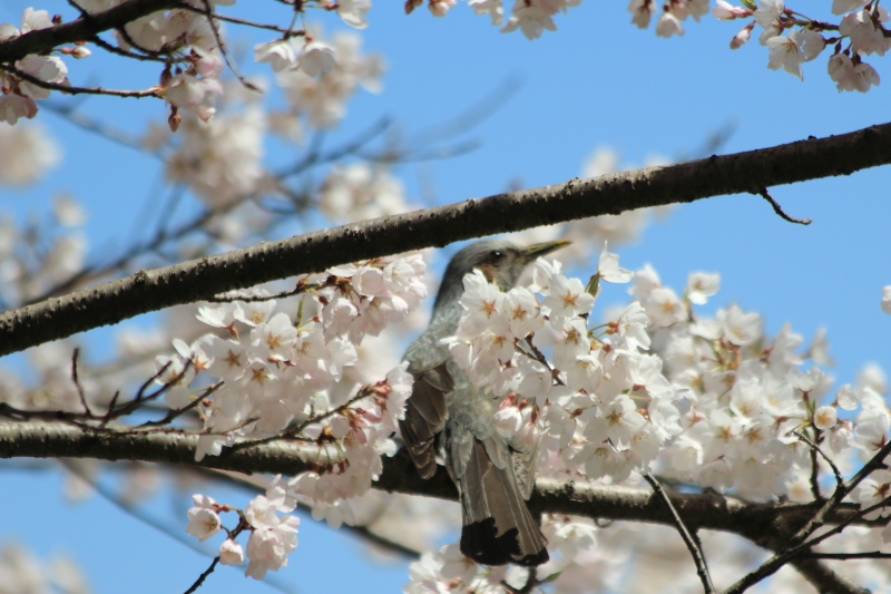 ヒヨドリと桜1