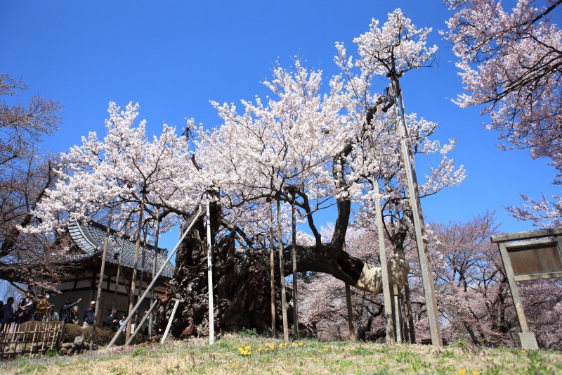 最古の桜、樹齢2000年の山高神代桜(やまたかじんだいざくら)を見てきました！