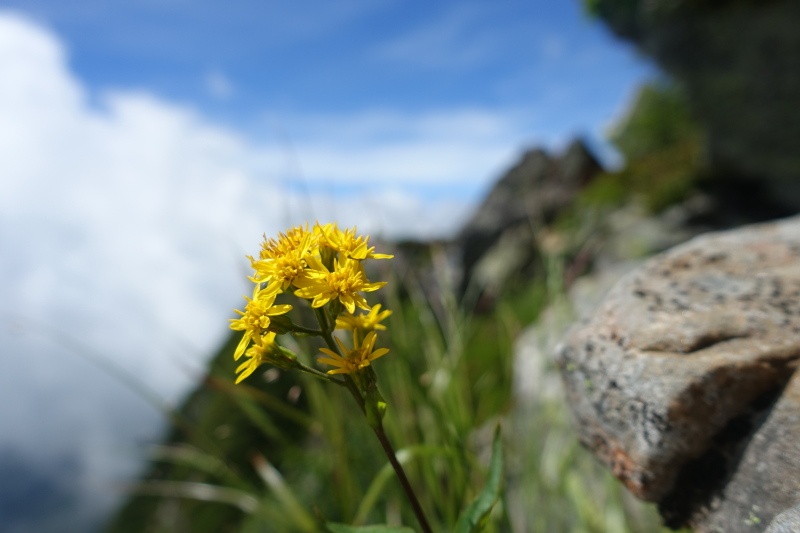 岩陰の黄色い花