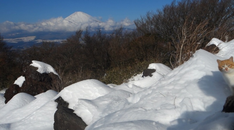 0906_金時山山頂_富士山とぬこ