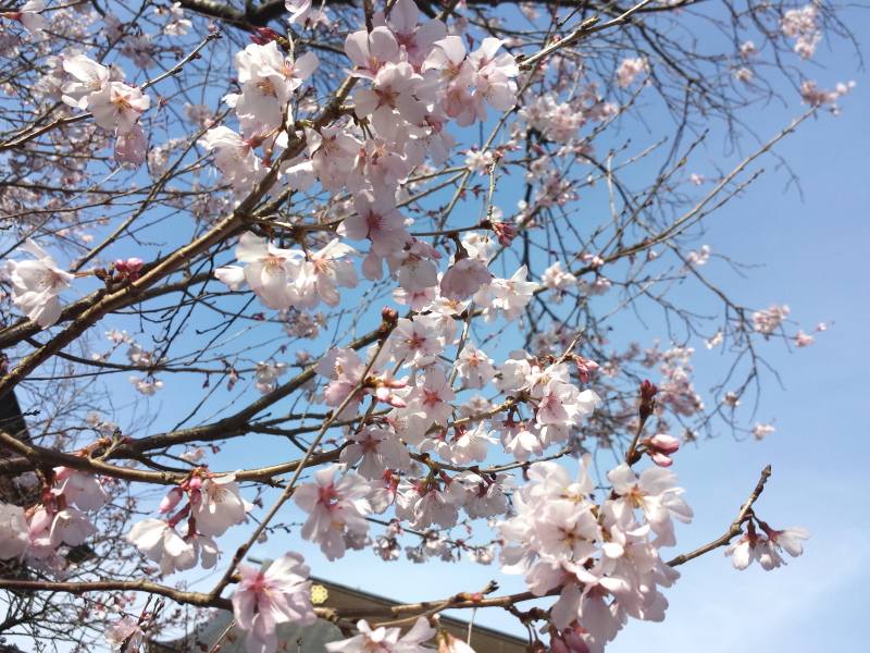 2016-03-23 09.04.46_安楽寺の桜