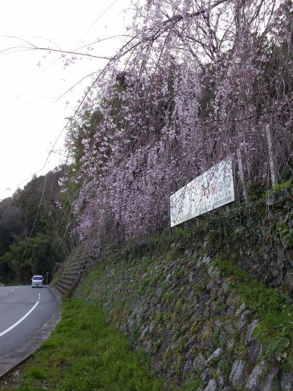 2016-03-26 07.28.01_枝垂れ桜