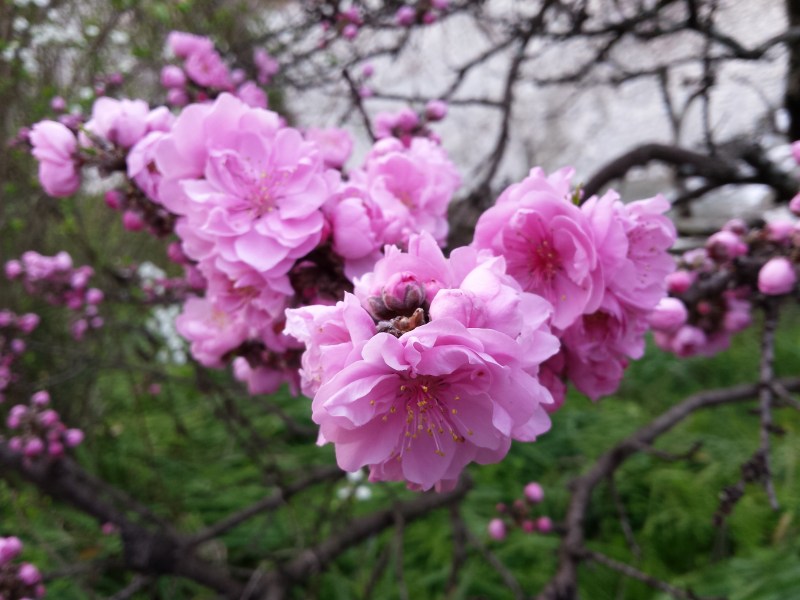 2016-03-26 06.32.51_八重桜