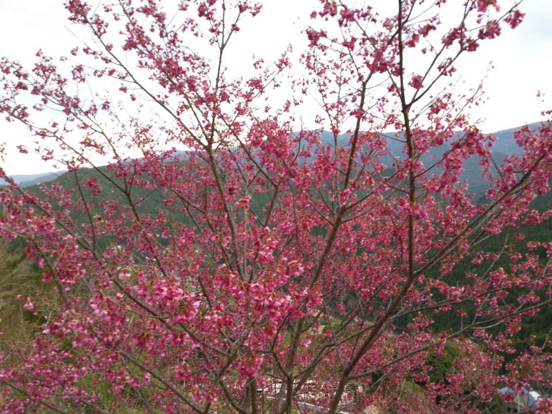 2016-03-25 17.49.54_ピンクの花