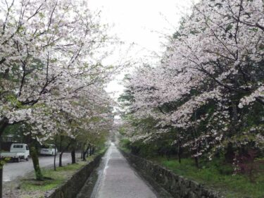 2016-04-07 15.36.00_土佐神社参道の桜