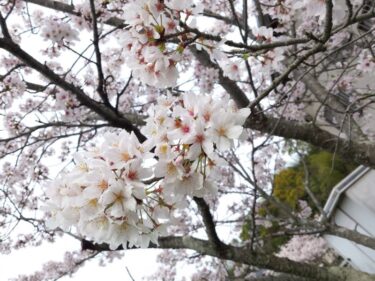 2016-04-09 07.59.04_満開の桜