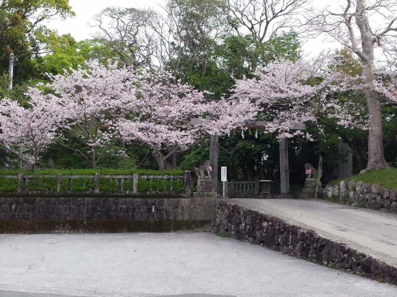 2016-04-09 08.17.29_雪蹊寺の隣の桜