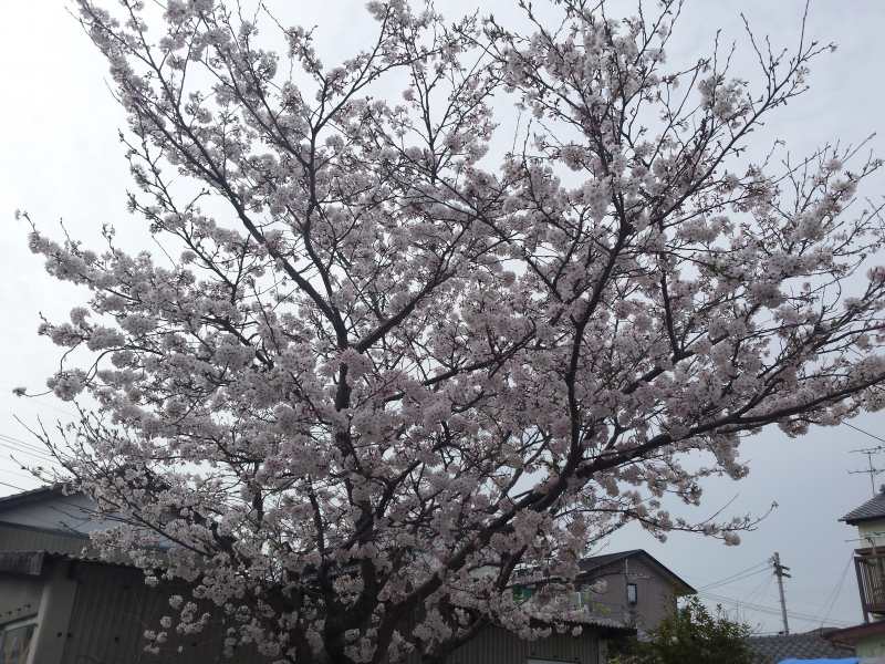 2016-04-06 15.07.01_見頃の桜