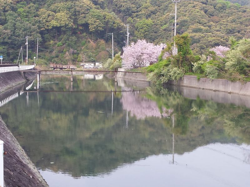 2016-04-11-08.07.34_水辺の桜