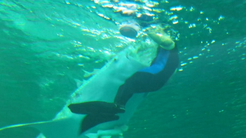 2016-04-16 10.08.43_ジンベイザメに食べられそうな飼育員